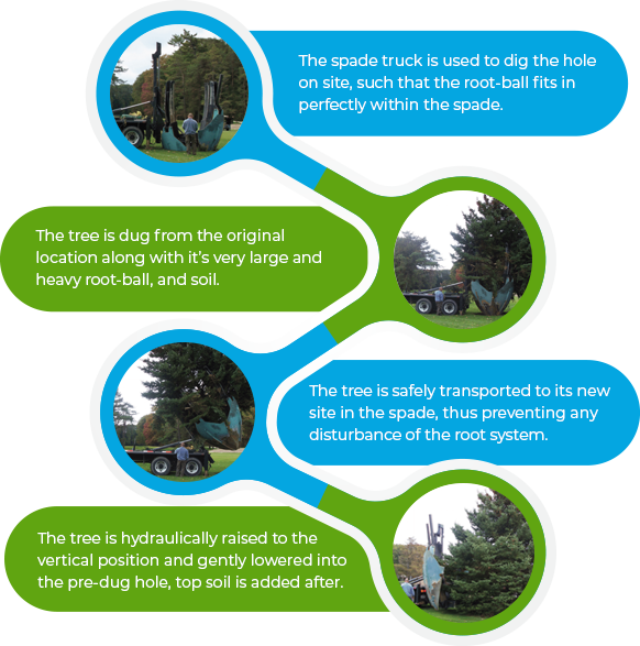 Tree Planting Process