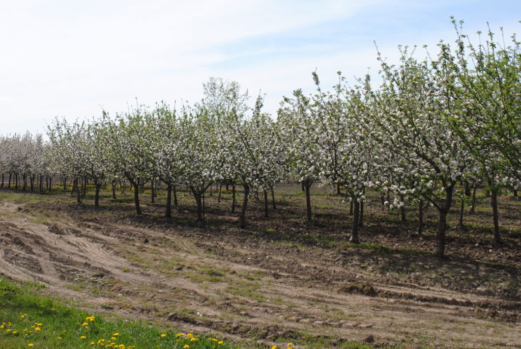Spring Apple Trees